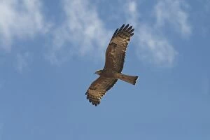 Images Dated 5th May 2004: Square-tailed Kite - in flight A rare Kite, scattered across large parts of Australia except for