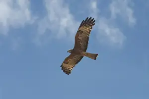 Square-tailed Kite - in flight A rare Kite, scattered across large parts of Australia except for the true desert areas, but seldom seen. Inhabits open woodland and forests, heaths and scrubs