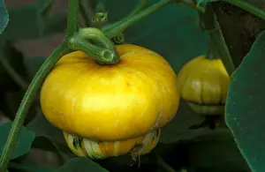 Squash Prints: Squash'Turke's Turban - growing in a Cambridgeshire garden - September UK