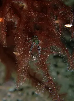 Lobster Prints: Squat Lobster, Galathea australiensis