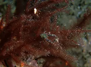 Squat Lobster, Galathea australiensis, A squat lobster on red algae, Port Hughes, South Australia, Australia, Southern Ocean