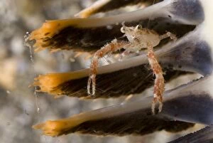 Claw Gallery: Squat Lobster with long claws on Sea Pen