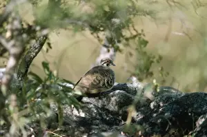 Squatter Pigeon - at rest - Australia