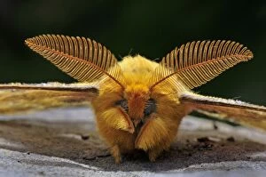 Squeeking Silkmoth - antennae - male