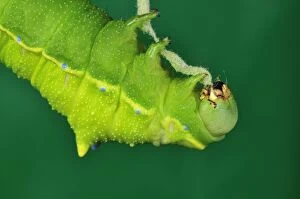 Images Dated 26th May 2010: Squeeking Silkmoth Caterpillar