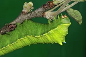Images Dated 26th May 2010: Squeeking Silkmoth Caterpillar