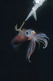 Images Dated 10th May 2006: Squid - on a jag hook. Ths photo was taken under a native fishing boat at night