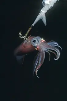 Hook Prints: Squid - on a jag hook. Ths photo was taken under a native fishing boat at night