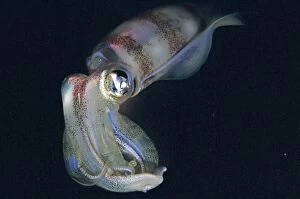 Images Dated 10th May 2006: Squid - ths photo was taken at night. Squid have extremely variable colour patterns