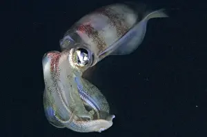 Squid - ths photo was taken at night. Squid have extremely variable colour patterns. They are an imprtant food for many island commuities. Milne Bay, Papua New Guinea