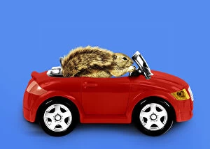 Squirrel, driving car