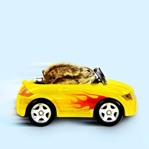 Squirrel, driving car with flames down the side