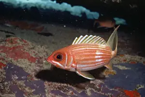 Squirrel Fish Caribbean