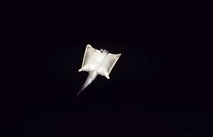 Images Dated 12th November 2007: Squirrel Glider - gliding at night Fam: Petauridae