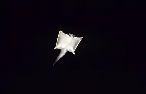 Glider Prints: Squirrel Glider - gliding at night Fam: Petauridae