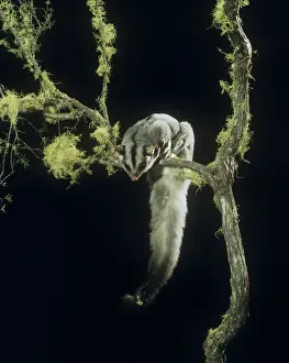 Squirrel Glider - perched on branch, showing underside of tail