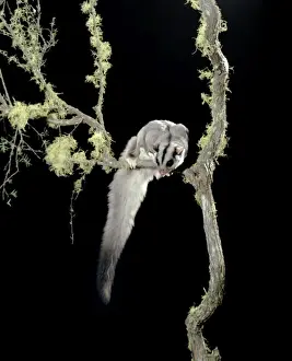 Squirrel Glider - In tree - eastern Australia JPF02843
