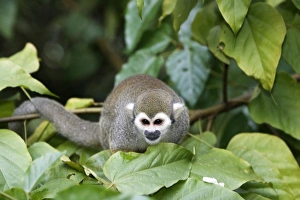 Images Dated 3rd February 2007: Squirrel Monkey Central Suriname Nature Reserve South America