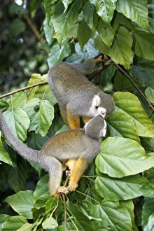 Images Dated 3rd February 2007: Squirrel Monkey Central Suriname Nature Reserve South America