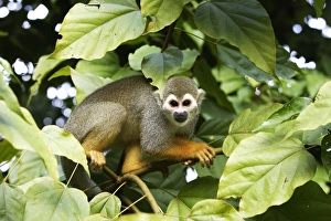 Images Dated 3rd February 2007: Squirrel Monkey Central Suriname Nature Reserve South America