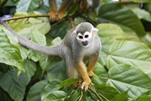 Images Dated 3rd February 2007: Squirrel Monkey Central Suriname Nature Reserve South America