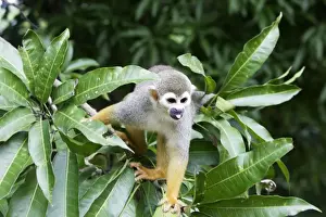 Squirrel Monkey Central Suriname Nature Reserve South America