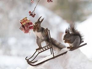 Images Dated 27th December 2021: Squirrel, red squirrel, Sciurus vulgaris, Eurasian red squirrel, Sweden