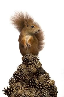 Images Dated 6th October 2012: SQUIRREL - Red squirrel sitting on a pyramid of pine cones