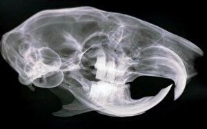 Bone Gallery: Squirrel skull- x ray shows continuously growing incisors