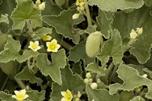 Mediterranean Prints: Squirting cucumber (Ecballium elaterium)