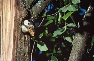 SR-2024 Greater-spotted / Great-spotted Woodpecker - at nest