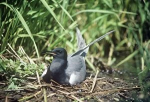 SR-4635 Black Tern - adult female on the nestÂ Â 