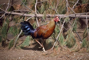 Images Dated 9th February 2007: Sri Lanka / Ceylon Junglefowl - male