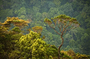 Images Dated 28th October 2011: Sri Lanka Horton Plain National Park landscape