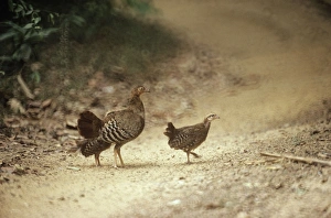 Pheasant - female & chicks