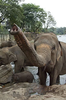 Asiatic Gallery: Sri Lanka, Pinnawala Elephant Orphanage