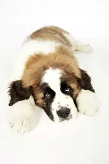 Smooth Haired Prints: St Bernard Dog - 14 week old puppy