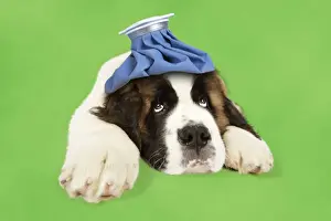 Funny Prints: St Bernard Dog - 14 week old puppy with ice pack Digital Manipulation: ice pack JD