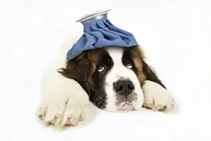 St Bernard Prints: St Bernard Dog - 14 week old puppy with ice pack on his head Digital Manpulation: Ice pack (JD)