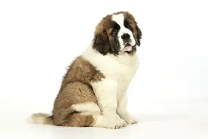 Smooth Haired Prints: St Bernard Dog - 14 weeks old puppy