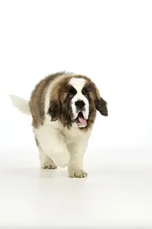 St Bernard Dog - 14 weeks old puppy