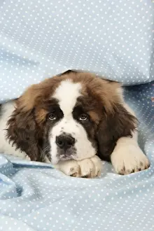 St Bernard Dog - 14 weeks old puppy