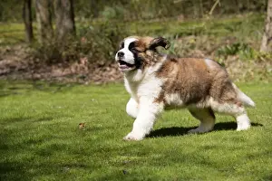 Smooth Haired Prints: St Bernard Dog - 14 weeks old puppy, running