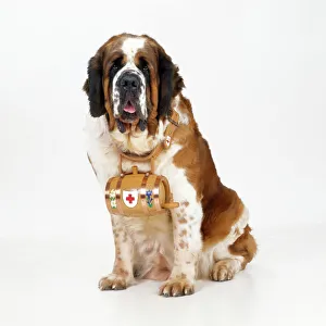 Images Dated 15th September 2008: St. Bernard Dog - with barrel Digital manipulation: added eyes