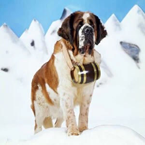 Work Breeds Collection: St. Bernard Dog - with barrel Digital Manipulation: eyes