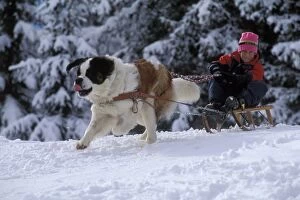 Child Gallery: St Bernard Dog - pulling child on sled along forest