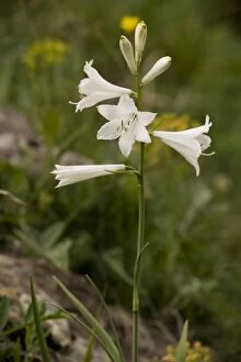 St. Bernards lily