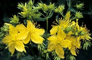 Images Dated 1st July 2008: St-John's wort