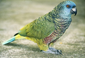 Images Dated 31st March 2006: St. Lucia Amazon Parrot St. Lucia, West Indies