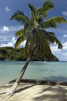 Yachts Prints: St. Lucia - Azure setting, beach & palm tree at Marigot Bay. St. Lucia, Windward Islands